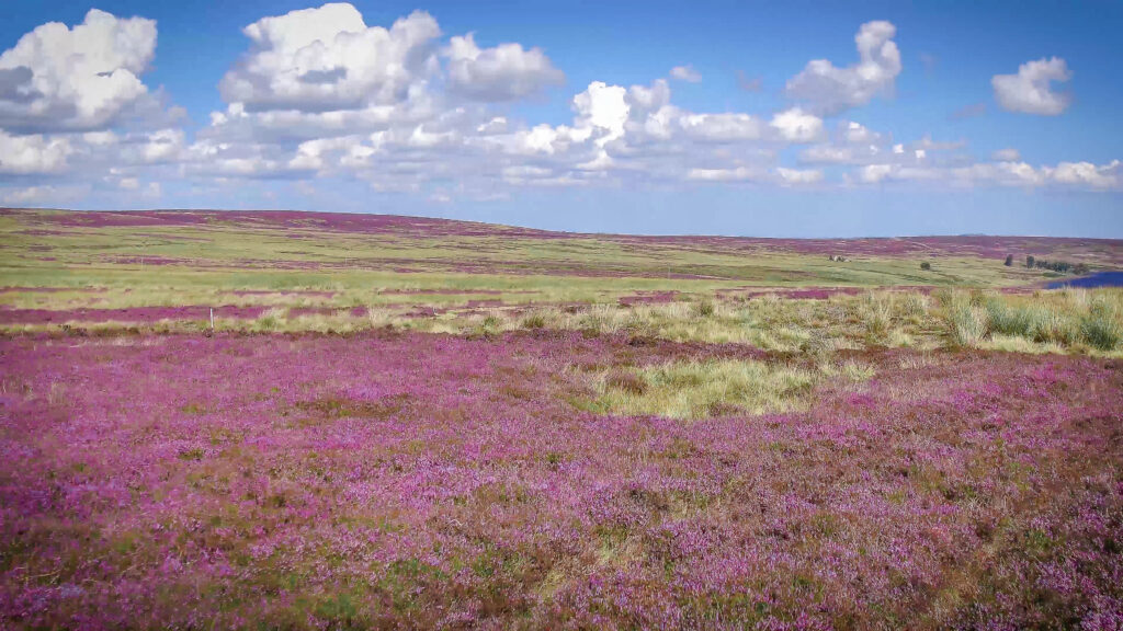 Expansive moorland landscape covered with blooming purple heather under a blue sky dotted with white clouds.