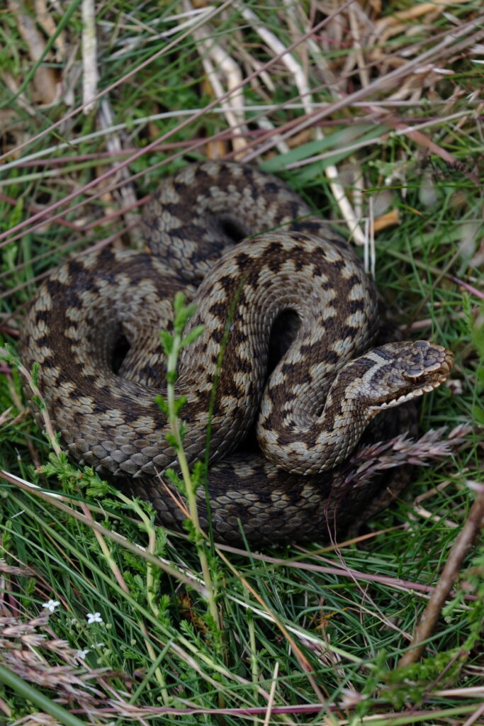 Adder